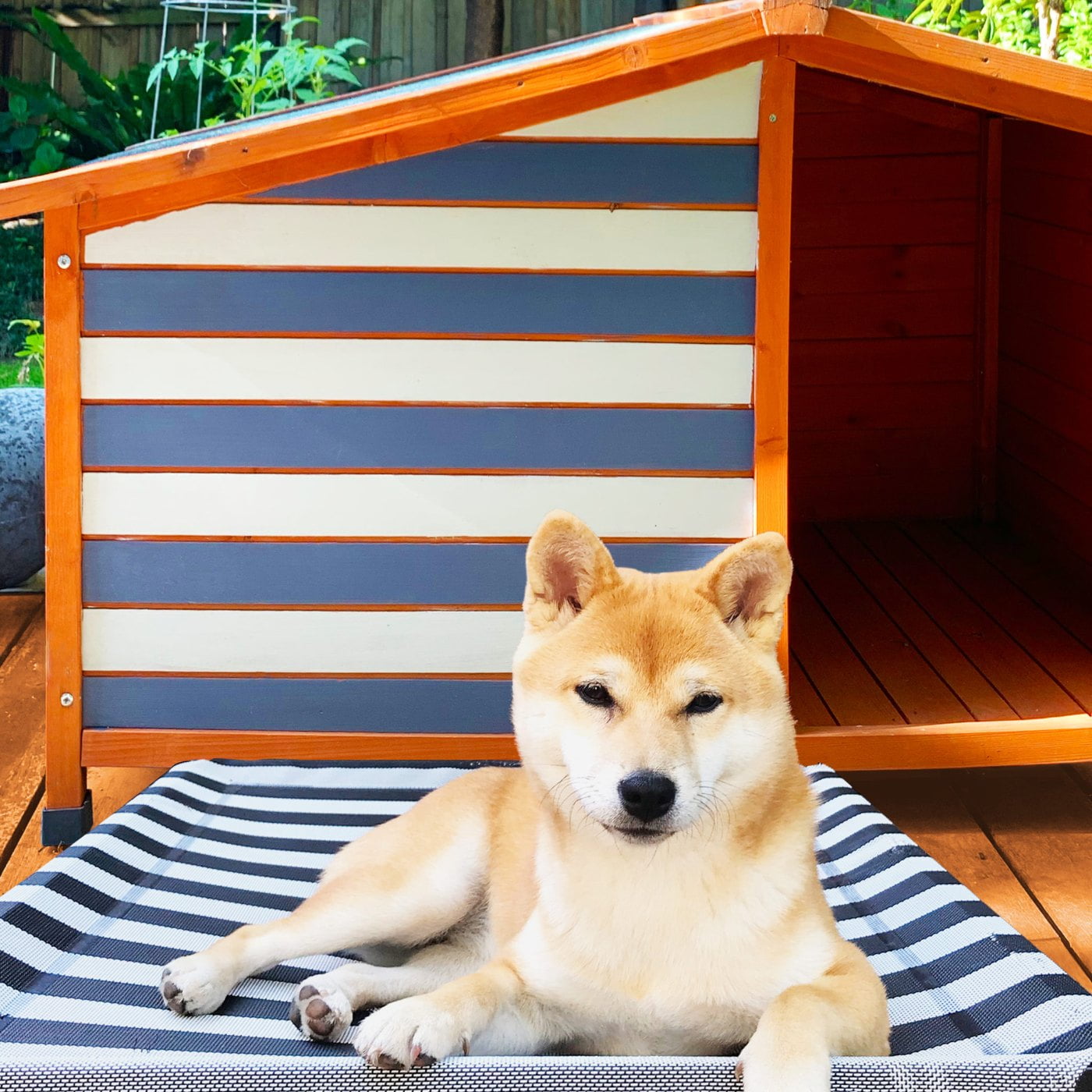How To Painting Dog Kennel Chic Stripes 1